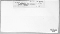 Usnea dasypoga image